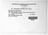 Phragmidium potentillae image